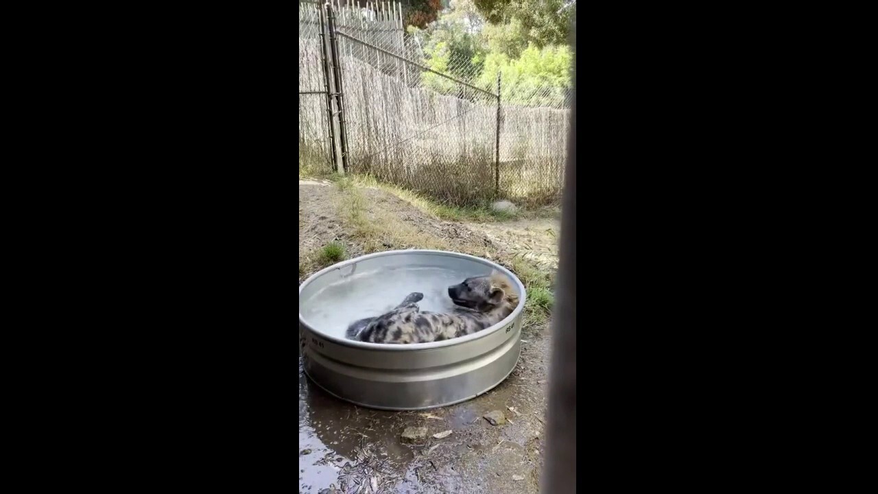 Hyena at Oakland Zoo cools off during California heat wave