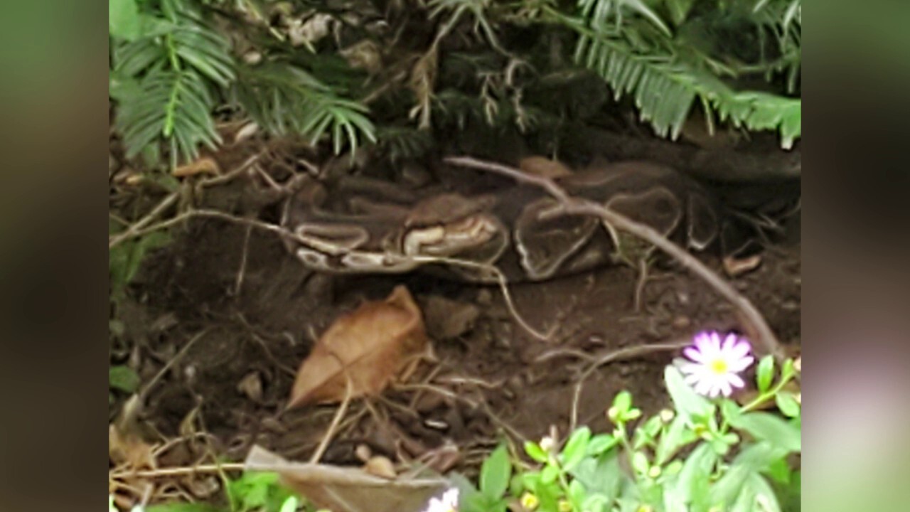 Georgia couple find 4-foot ball python outside home