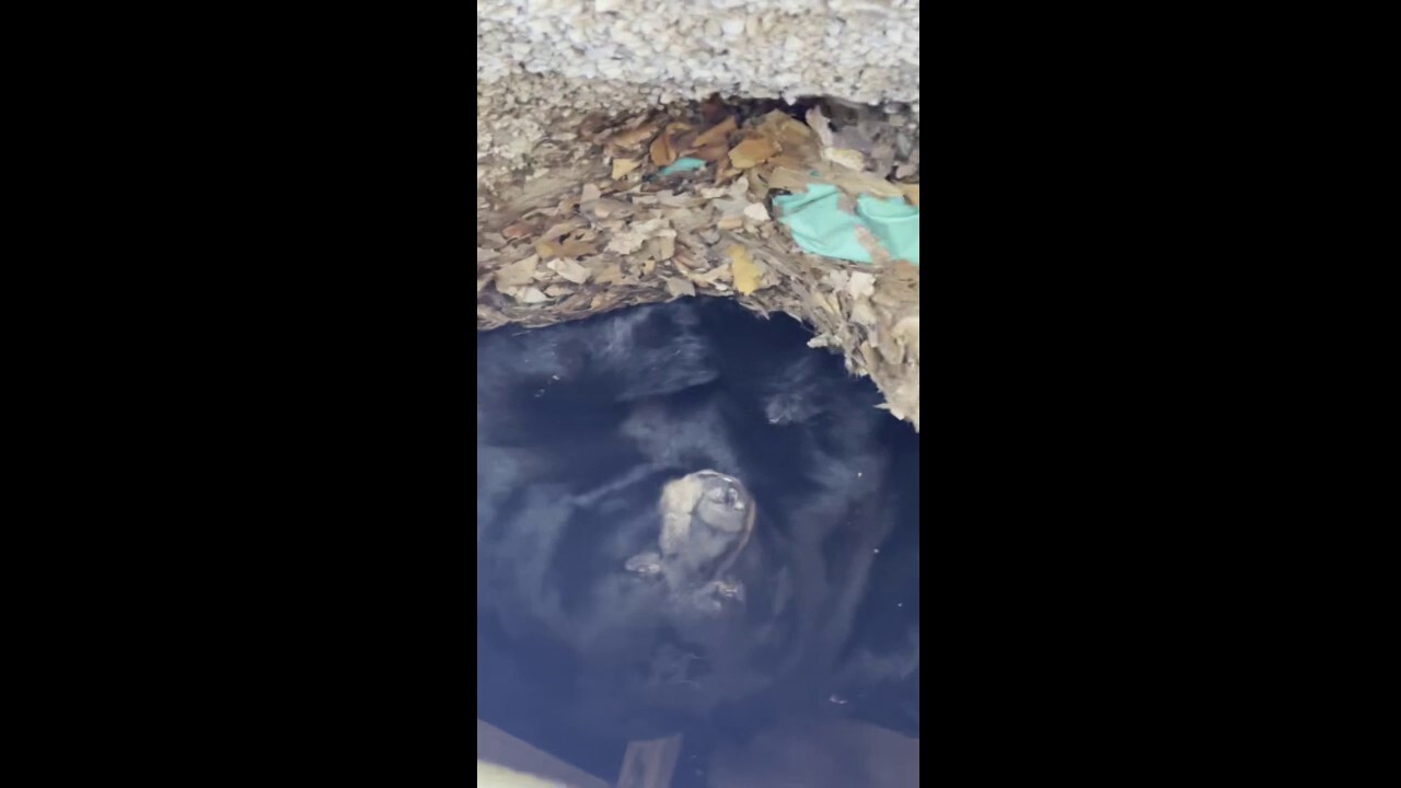 Connecticut family finds black bear hibernating under their outdoor deck