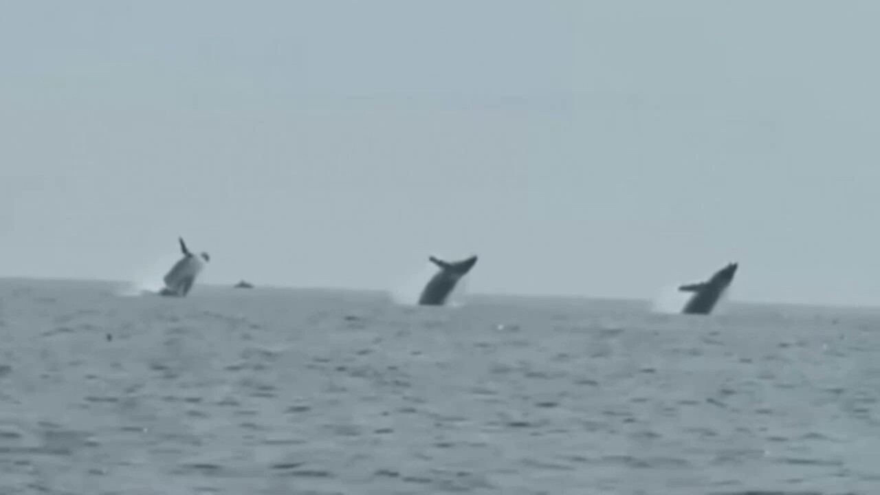 Два мъртви кита бяха изхвърлени на брега във Вирджиния Бийч