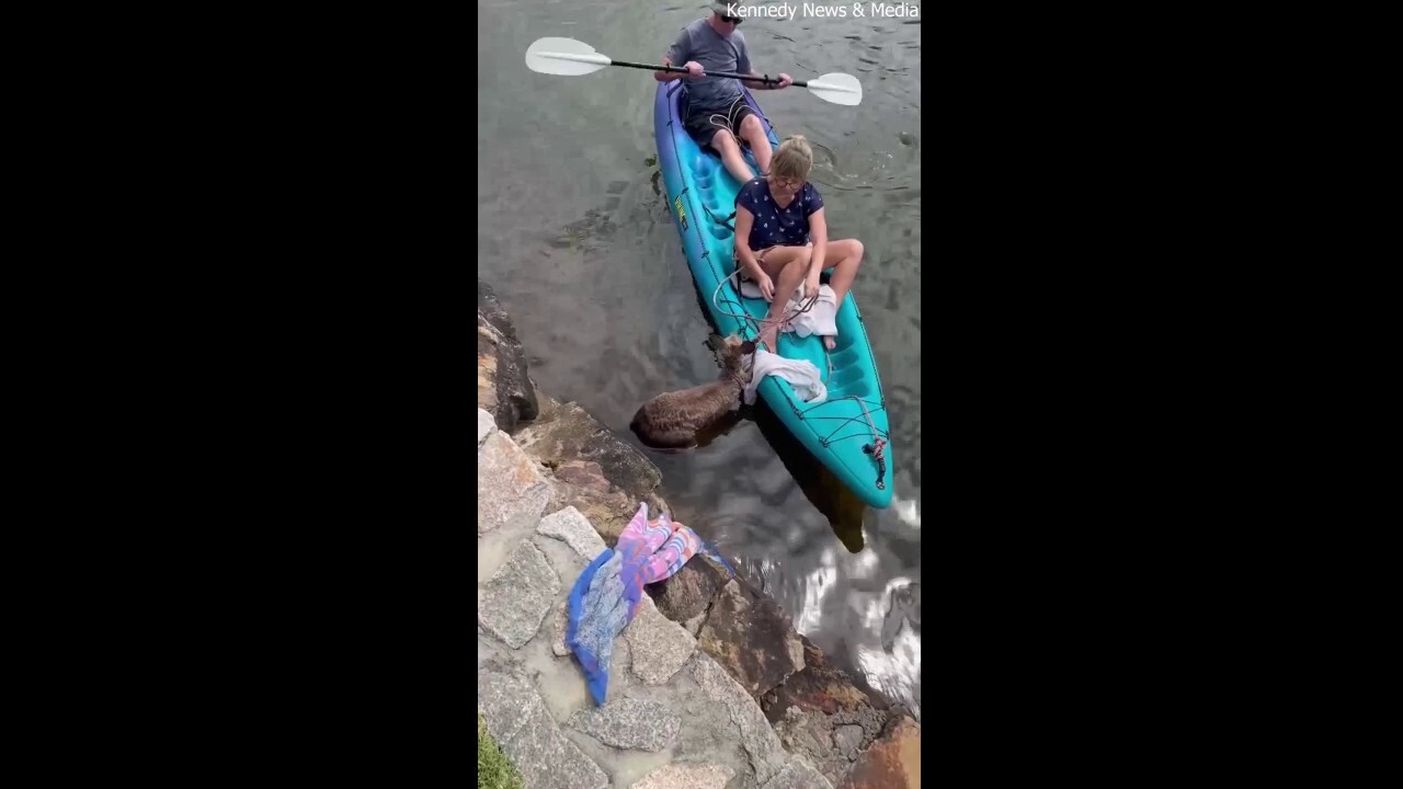 Australian kayakers help save exhausted kangaroo from shark infested waters