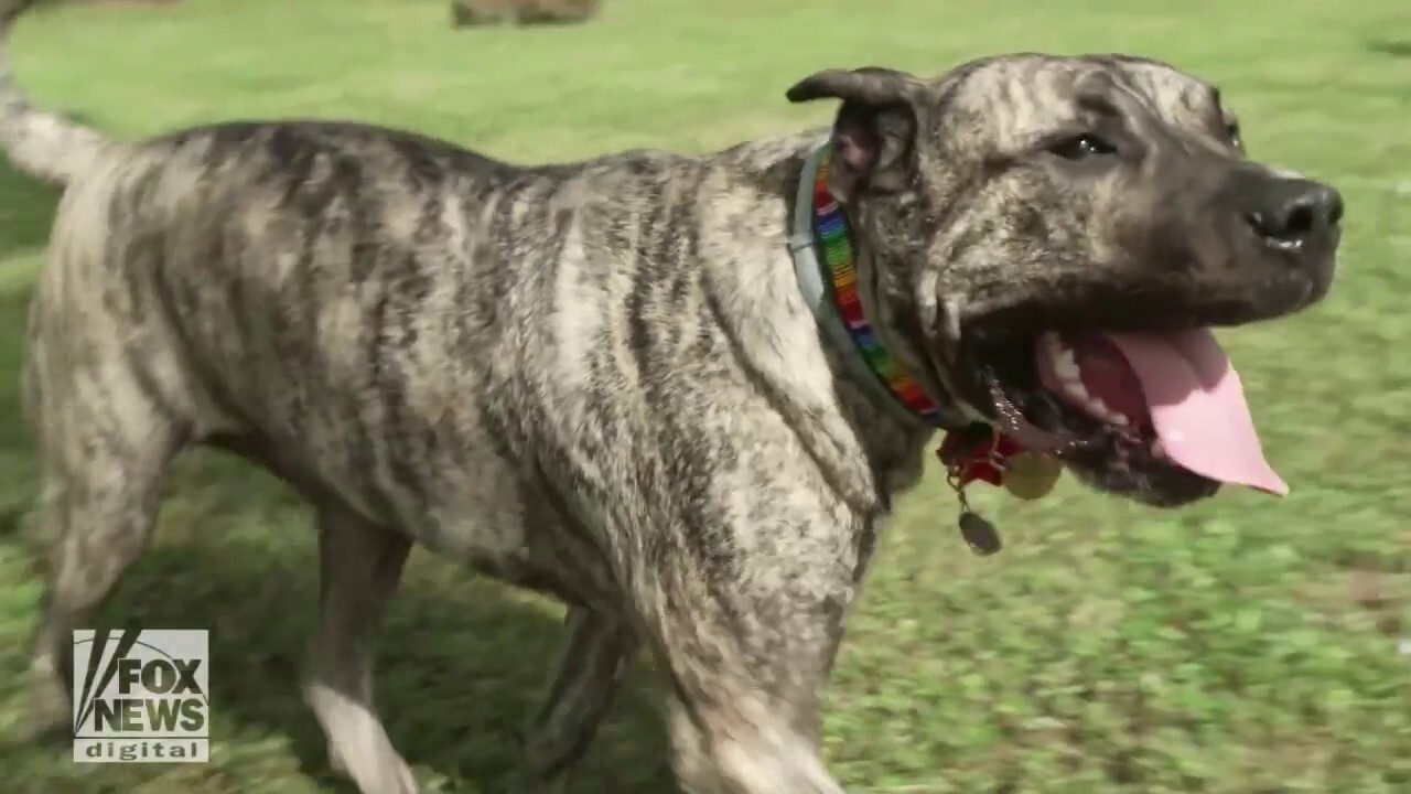 Meet the 2022 American Humane Hero Dog Award winner
