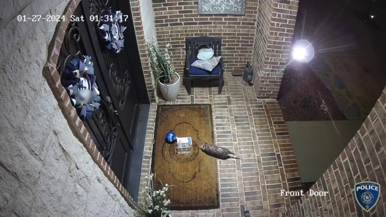 Опосум „пират на верандата“ открадва кутия с бисквитки за рожден ден на 15-годишно дете, видео показва