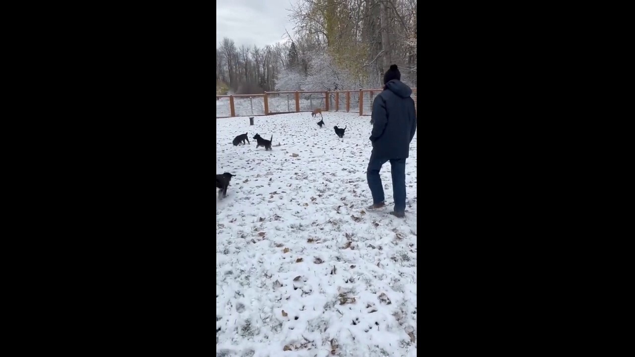 Montana puppies enjoy the first snowfall of the season in this adorable video