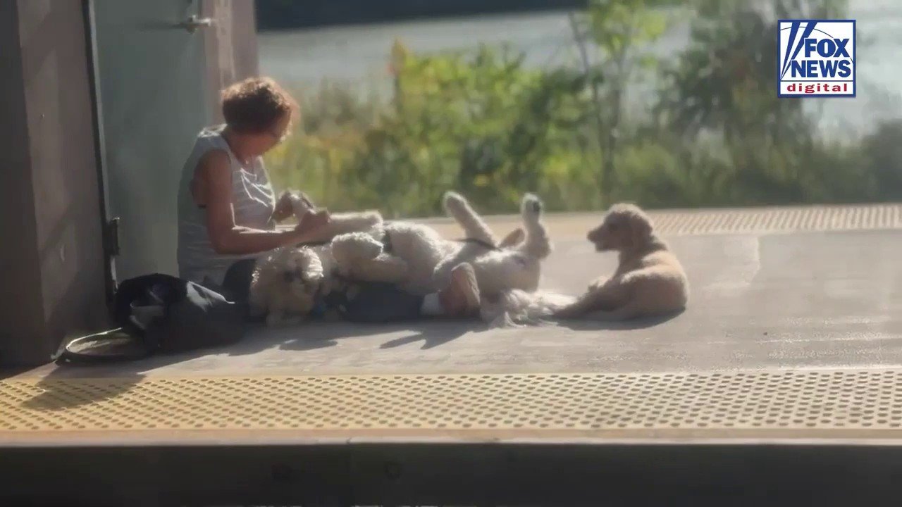 Commuter captures unusual dog grooming session at New York train station
