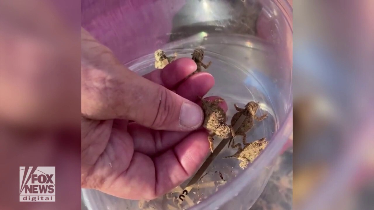 Texas horned lizards, a threatened species, are released into the wild