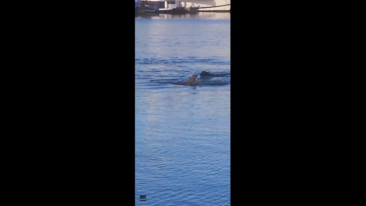 Dog chases dolphin in hilarious video