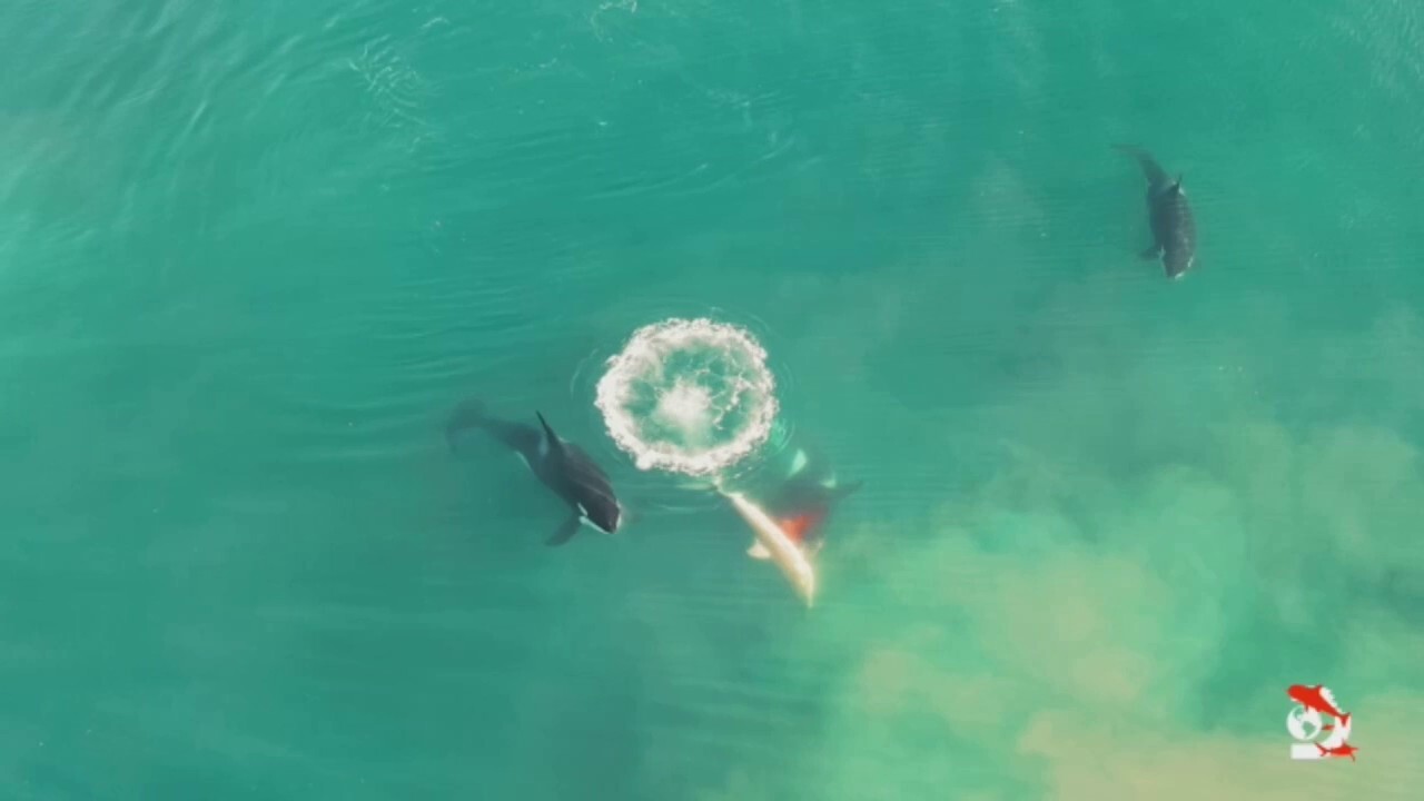 Killer Whales Hunt Kill Great White Shark Fox News Video