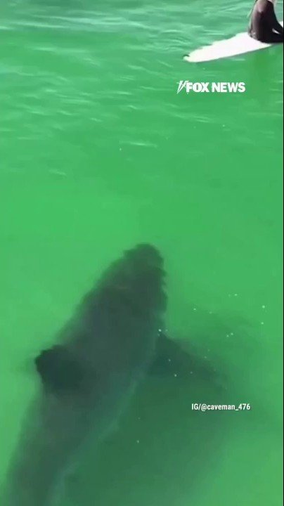 Monster great white shark splashes California surfer from just feet away