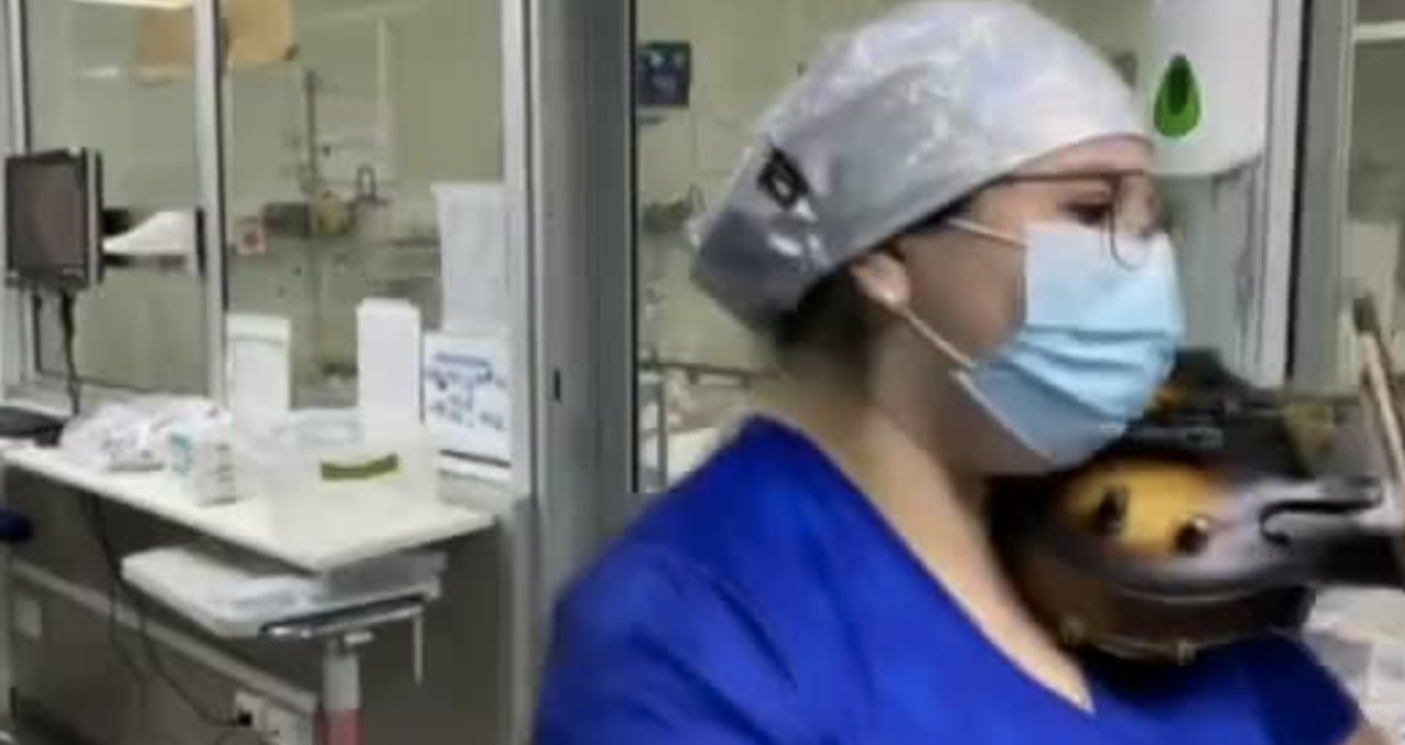 Chilean nurse plays violin for coronavirus patients