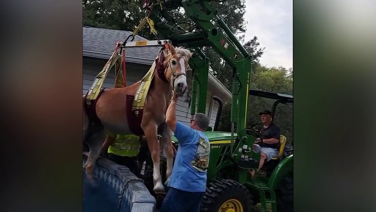 Spooked horse in Florida jumped into above-ground pool, rescued by fire department