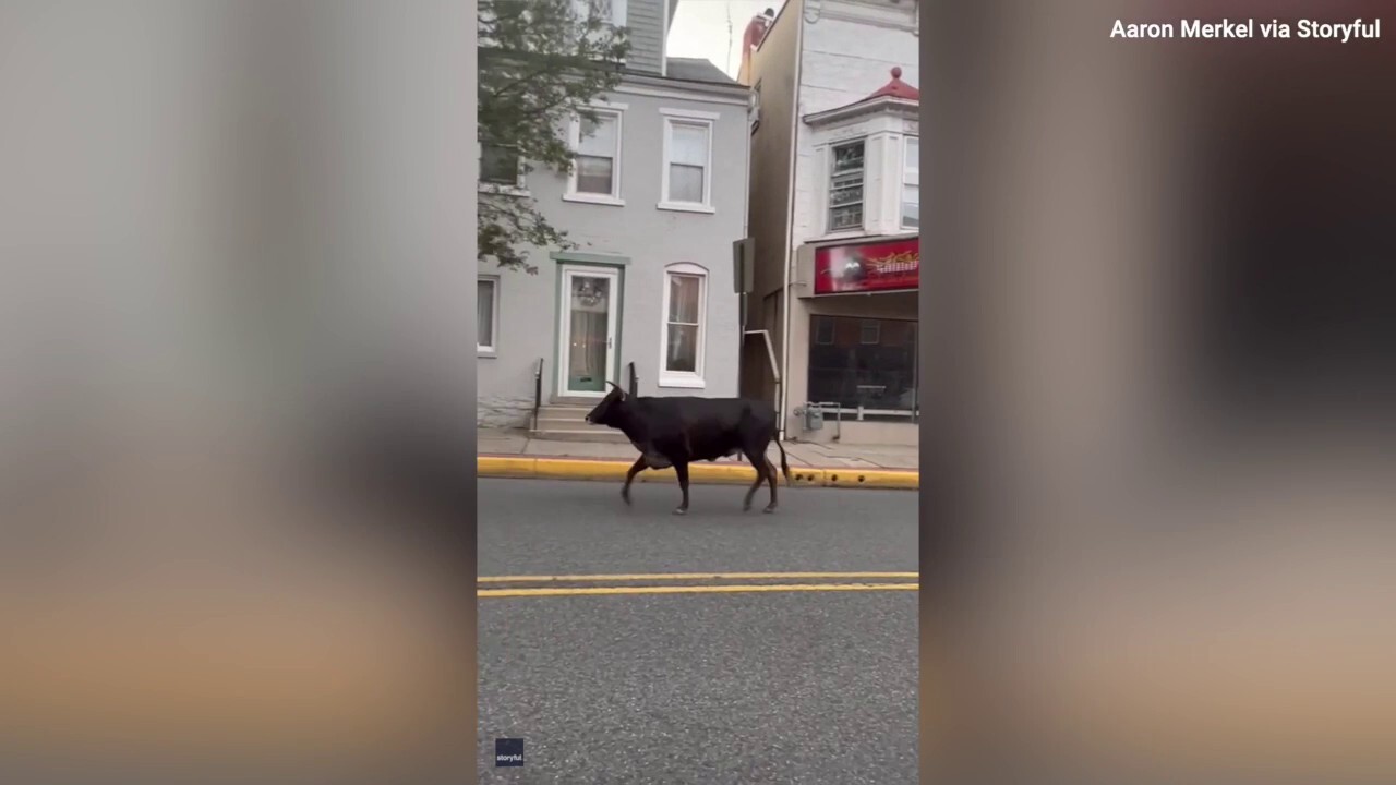 Get a moo-ve on! Watch as police chase down a cow on the loose 