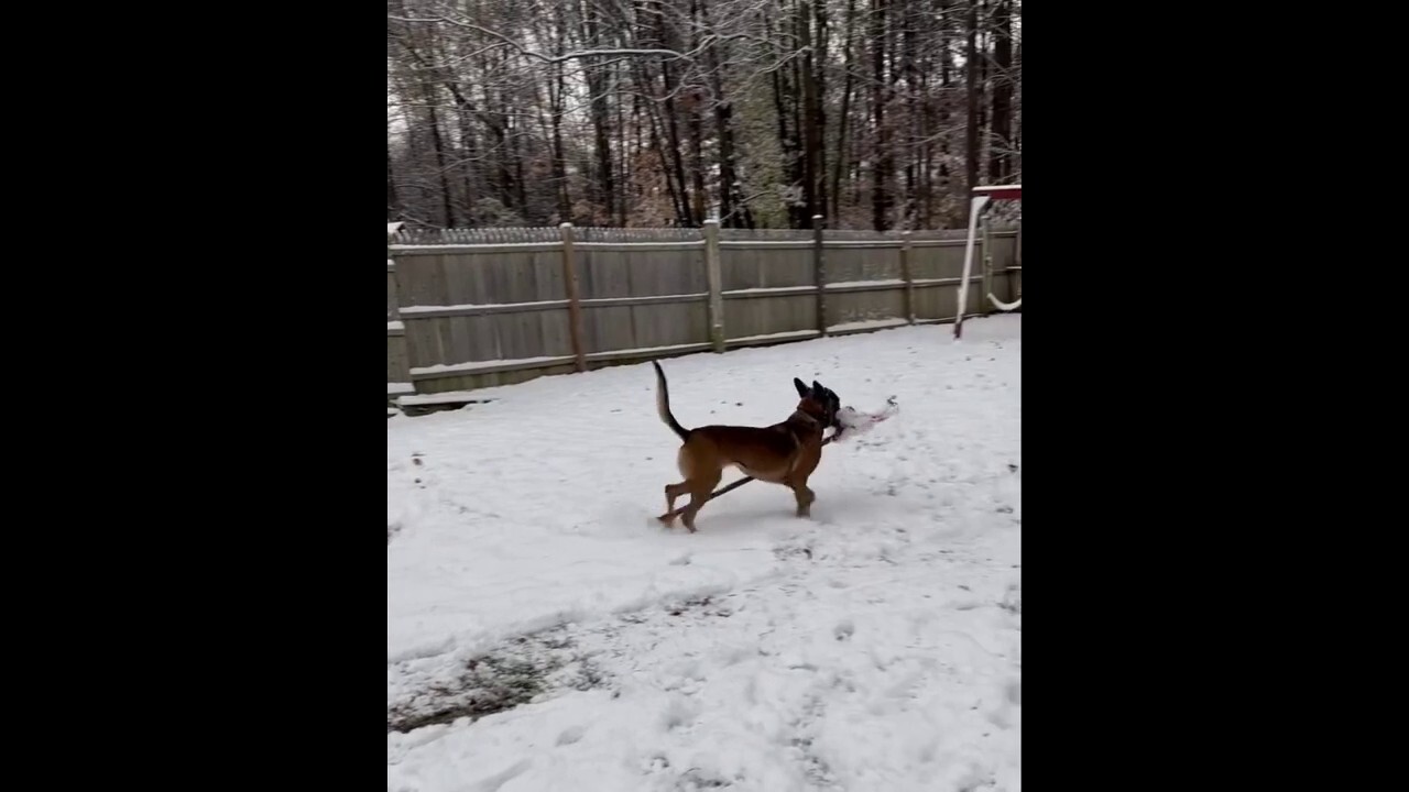 Vermont dog shovels show as hazardous weather conditions hit her neighborhood 