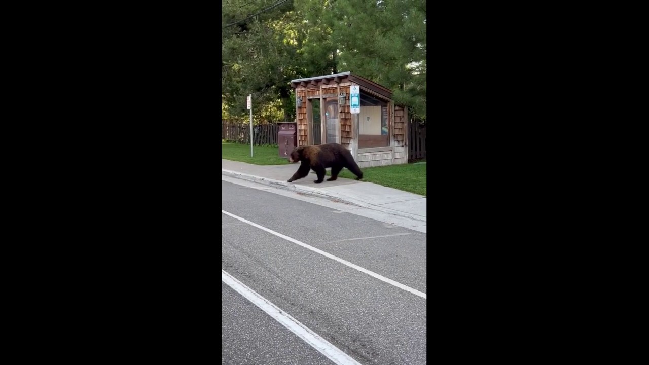 California Highway Patrol helps wild bear cross the street