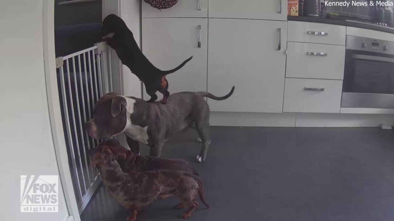 Funny video reveals how one dog escaped from a gated kitchen