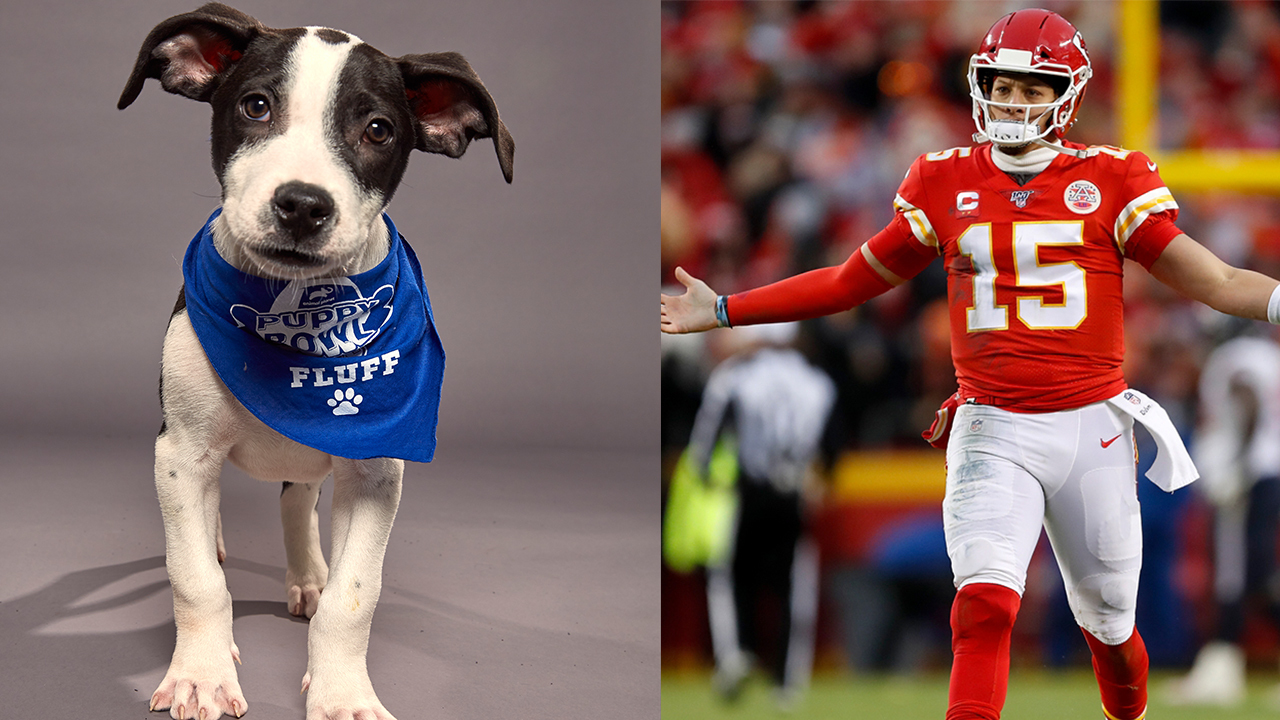 The Puppy Bowl What to know about the Super Bowl of adorable puppies