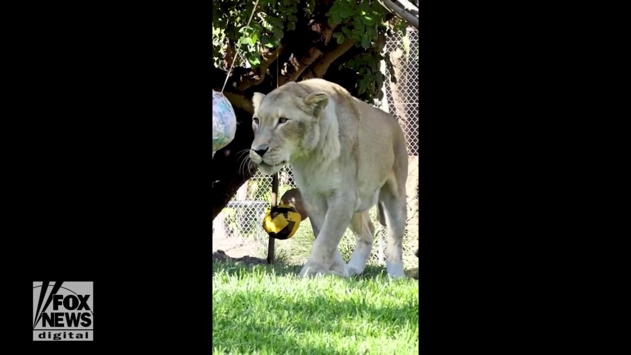 Oldest lioness in Australia celebrates milestone birthday in style