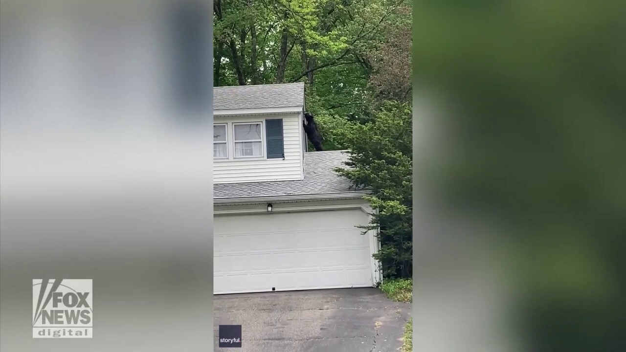 Bear spotted climbing roof of Connecticut home