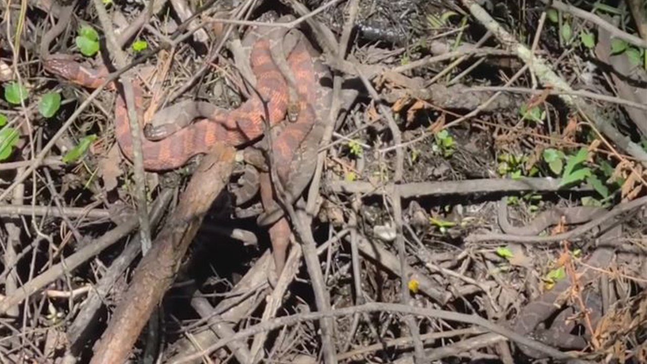 Couple out for run stumble upon dozens of snakes 