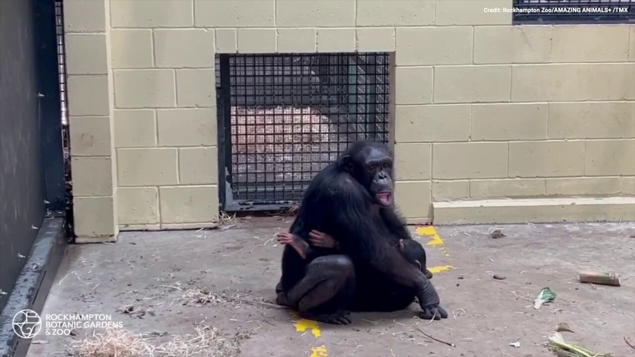 See the heartwarming moment a chimp is returned to his mother after spending the night at the vet!