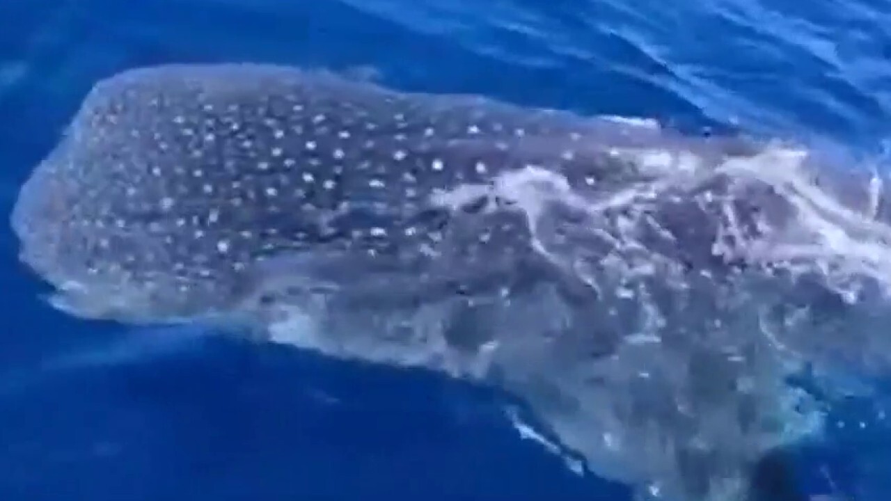 Florida fisherman catch rare glimpse of massive whale shark