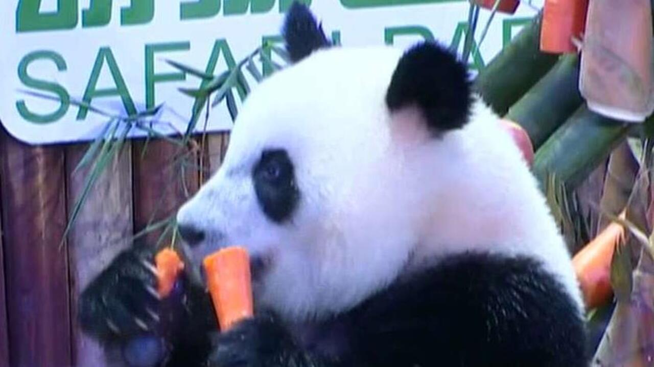 Giant pandas are no longer endangered