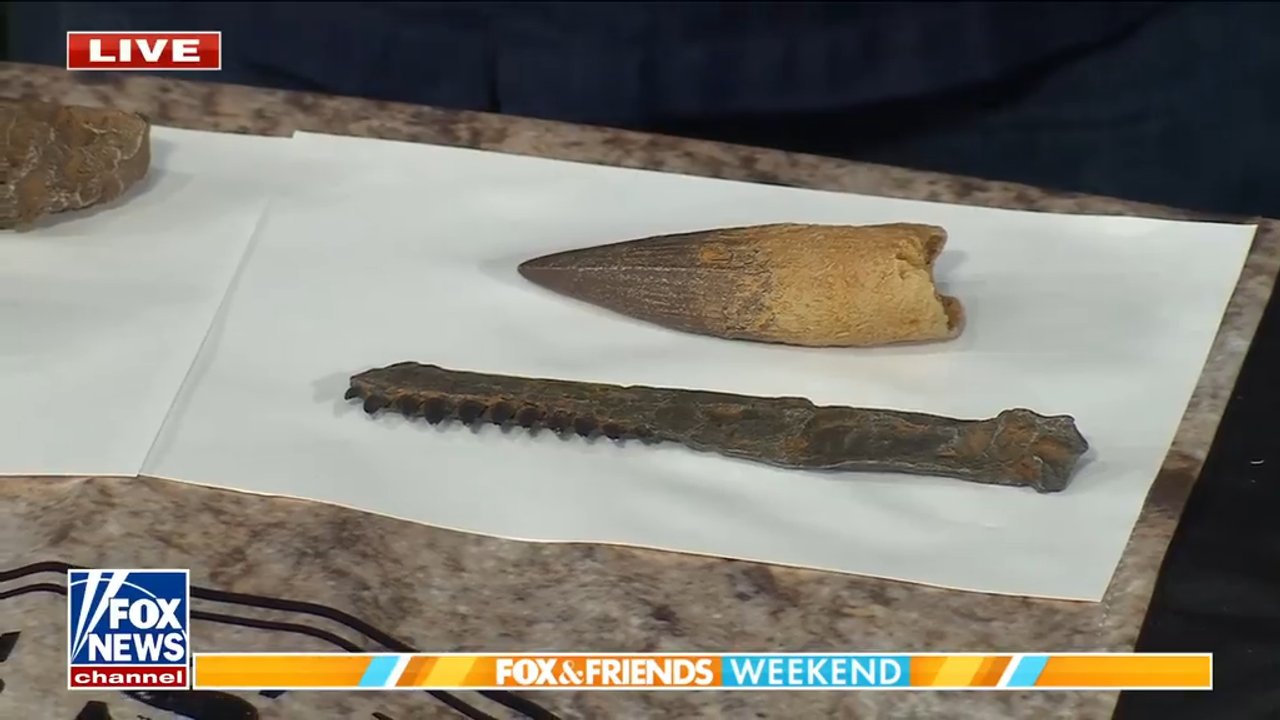 Paleontologist brings prehistoric dinosaur fossils to 'Fox &amp; Friends'
