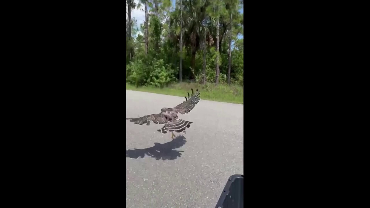 Hawk released into the wild following rehabilitation in Florida