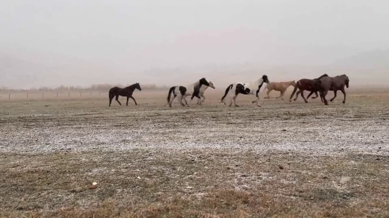 Wild horses spotted enjoying first day of snow 