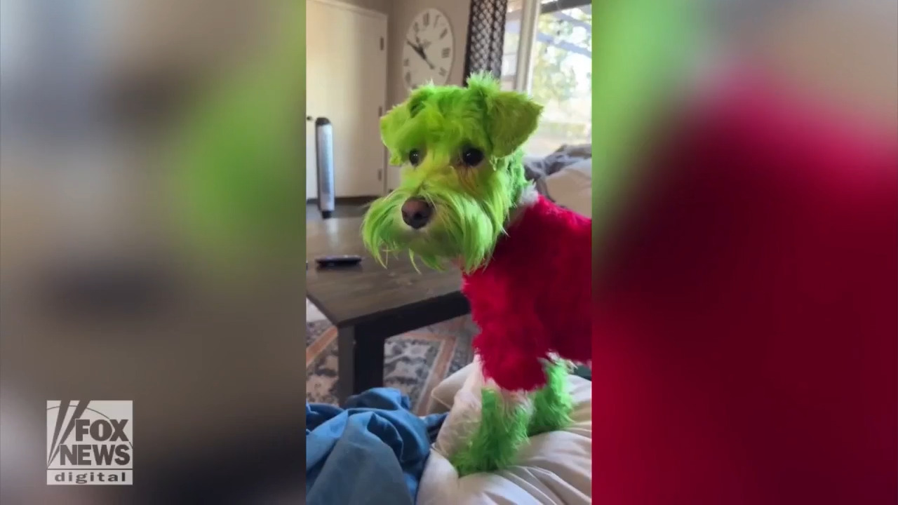 Chicago dog goes viral on TikTok after owner has him dyed to resemble the Grinch