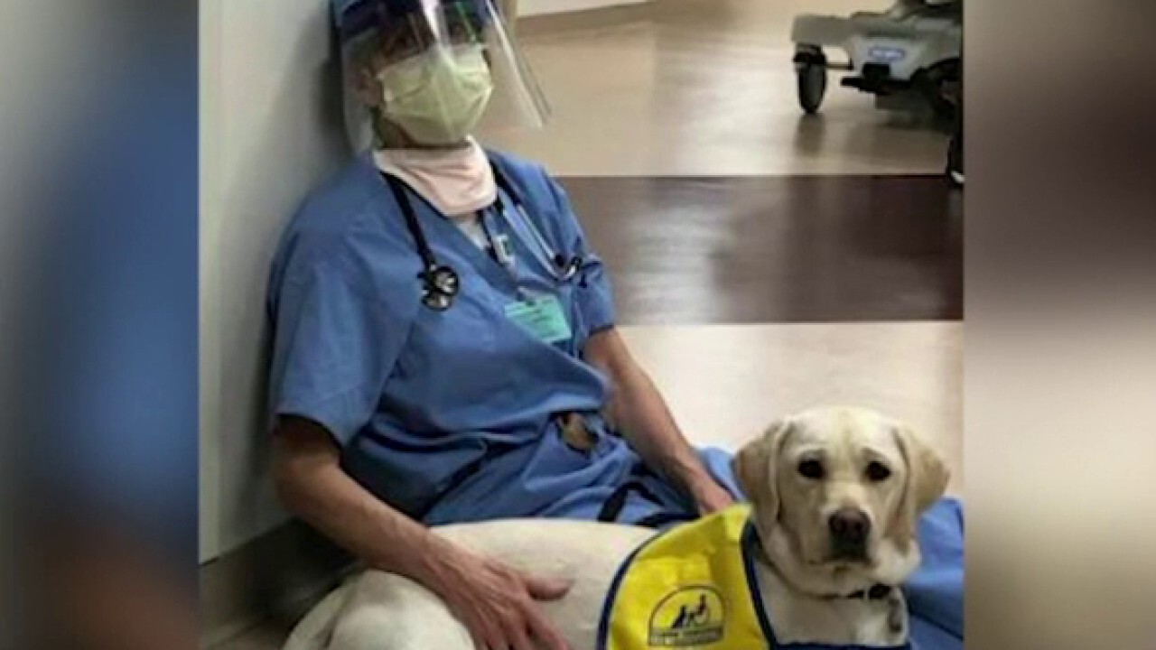 ER dog comforts health care workers in hospital