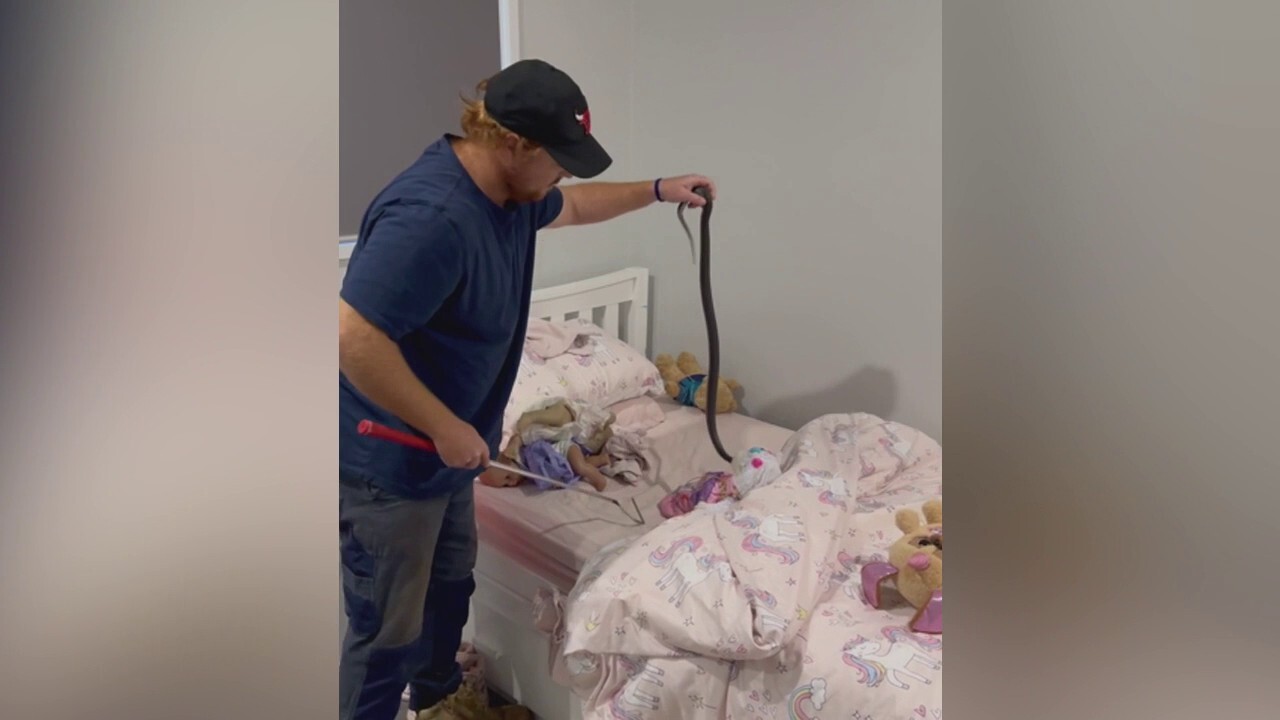 Australian family discovers venomous snake in child’s bed