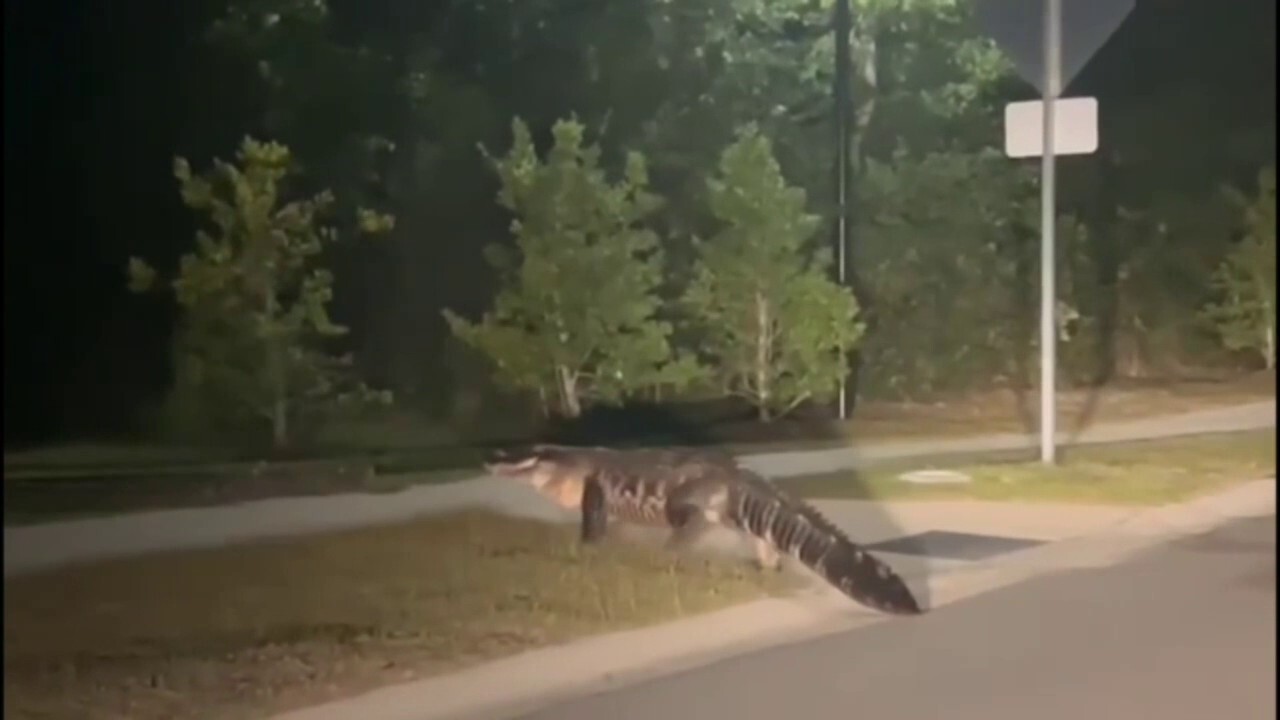 WATCH: Massive gator strolls across North Carolina street