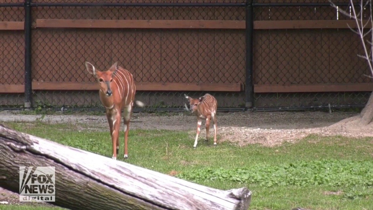 SEE IT: Baby antelope arrives at Chicago Zoo