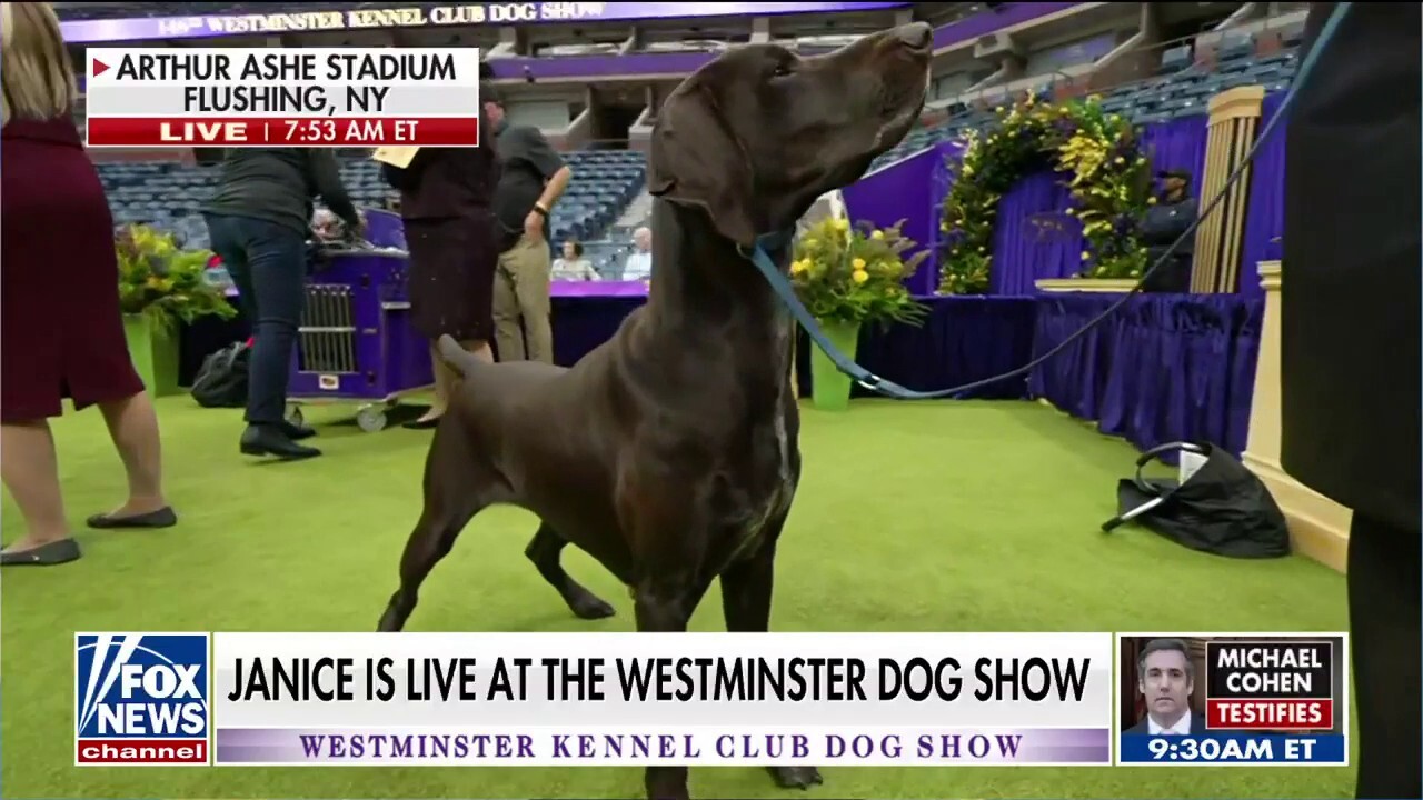 Westminster Kennel Club President Don Sturz joins ‘Fox & Friends Weekend’ to discuss Tuesday’s upcoming sporting, working, terrier and ‘Best in Show’ groups. 