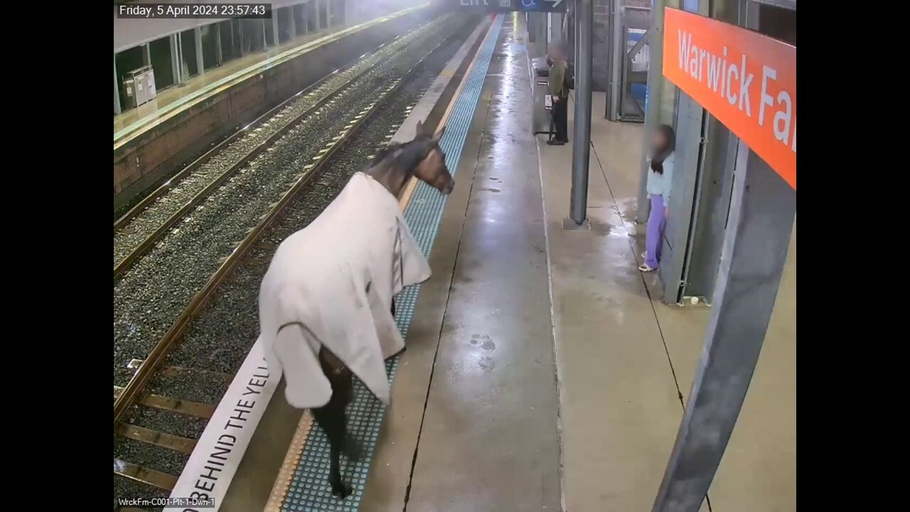 Кон, тичащ диво на влакова платформа, заснет на видео