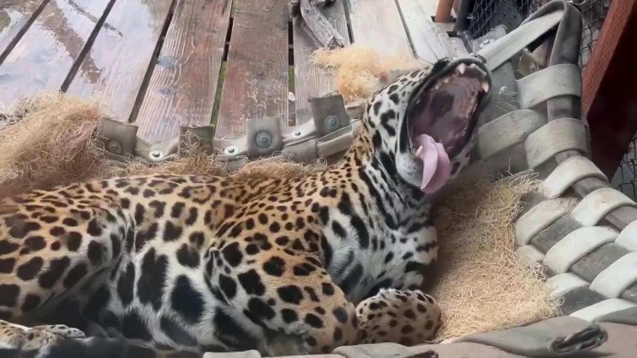 Jaguar enjoys a lazy day at the zoo