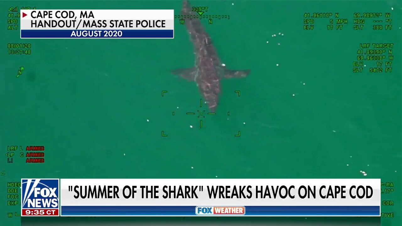  Shark sightings leave swimmers scared to take a dip in the ocean