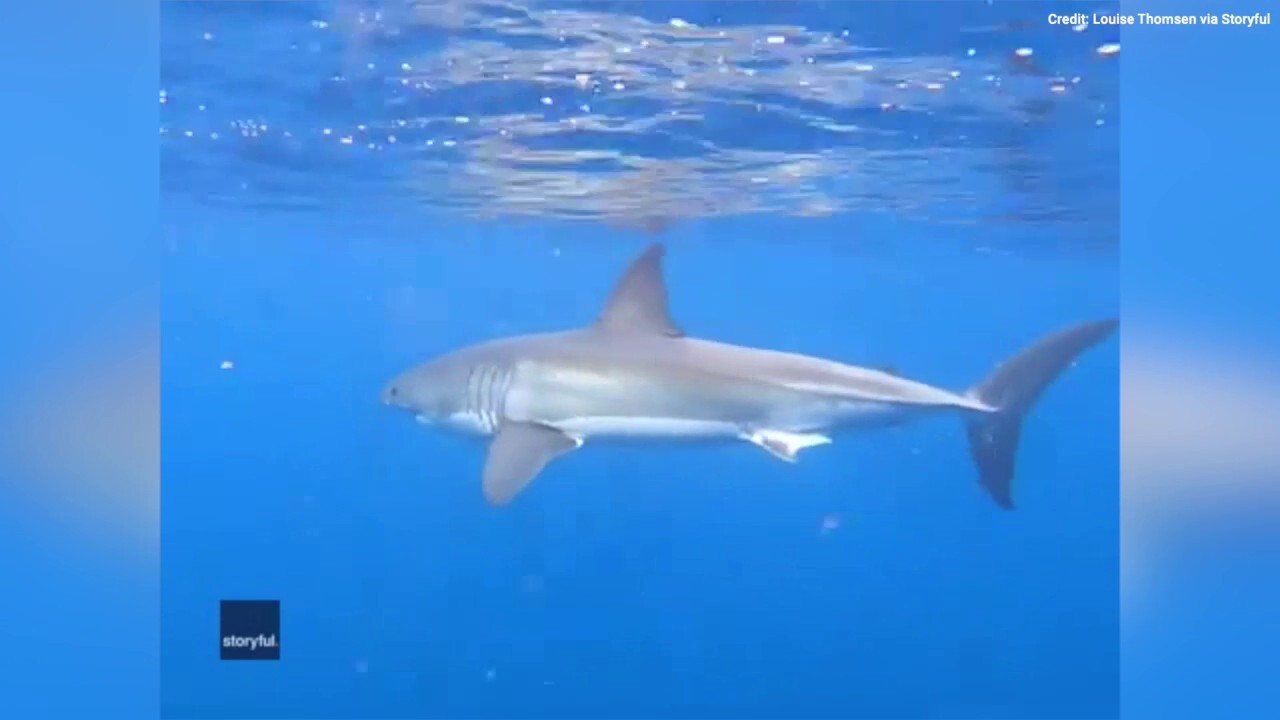 Огромна бяла акула от 1700 паунда, проследена точно до бреговете на САЩ