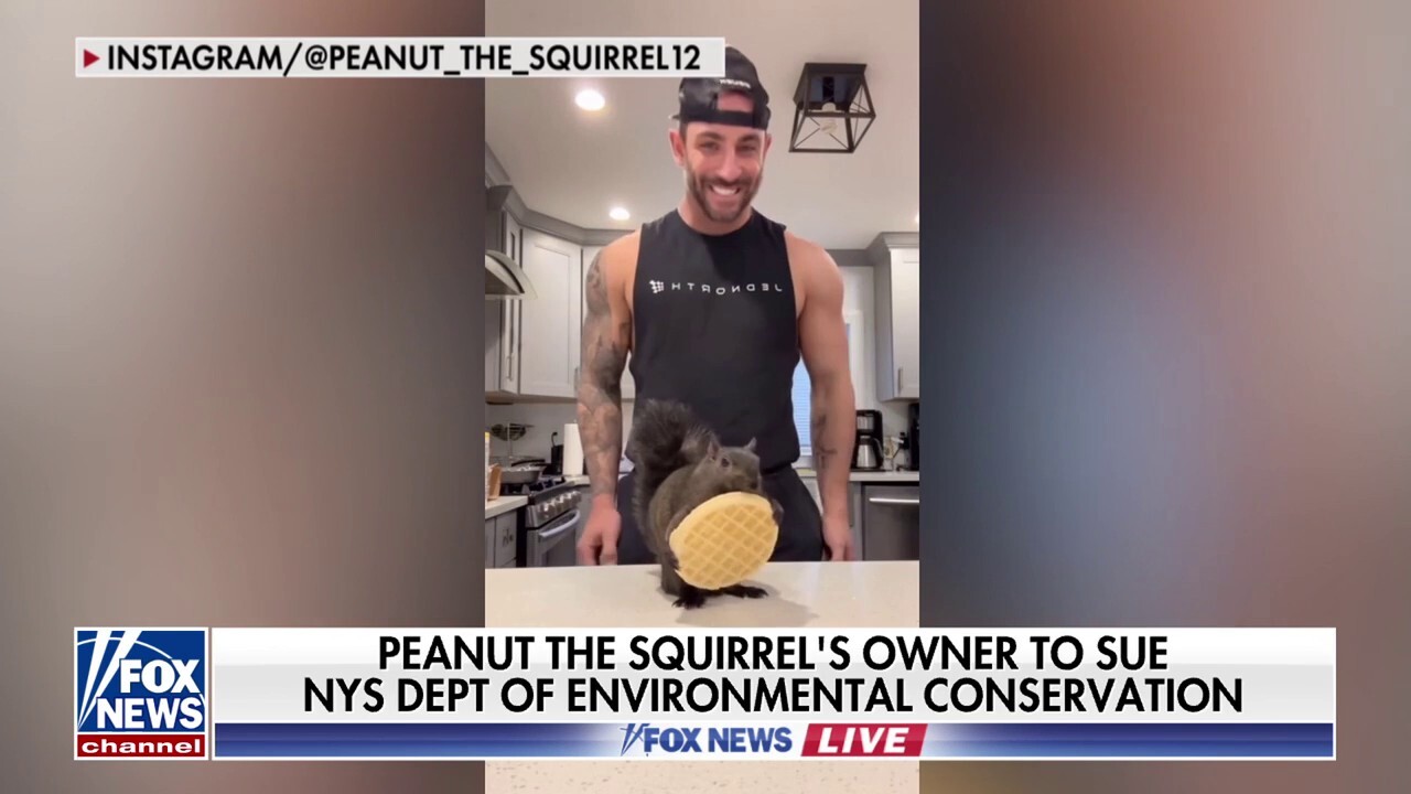 Peanut the squirrel’s owner to sue NY environmental agency over pet’s death