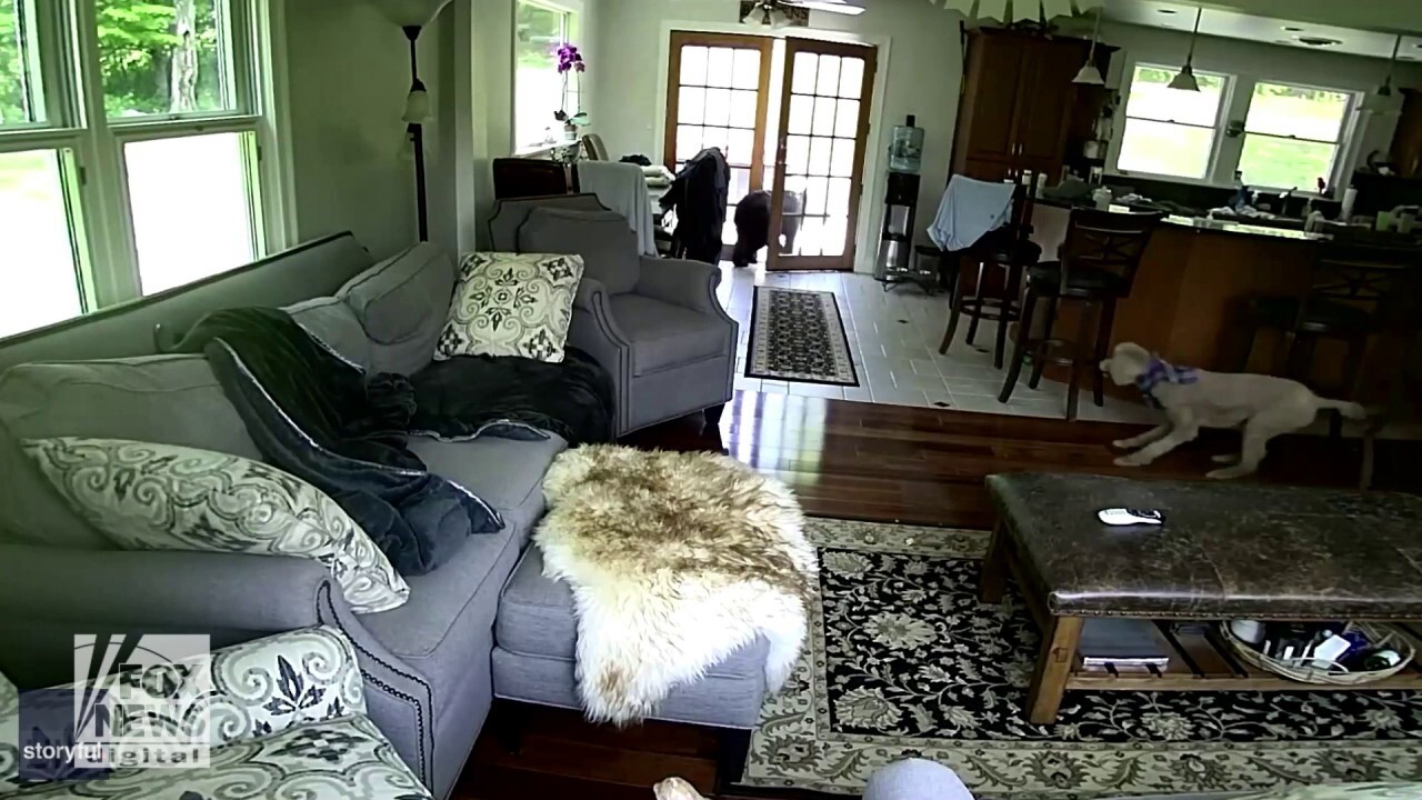Intruder bear scared off by family dog — watch this wild scene!
