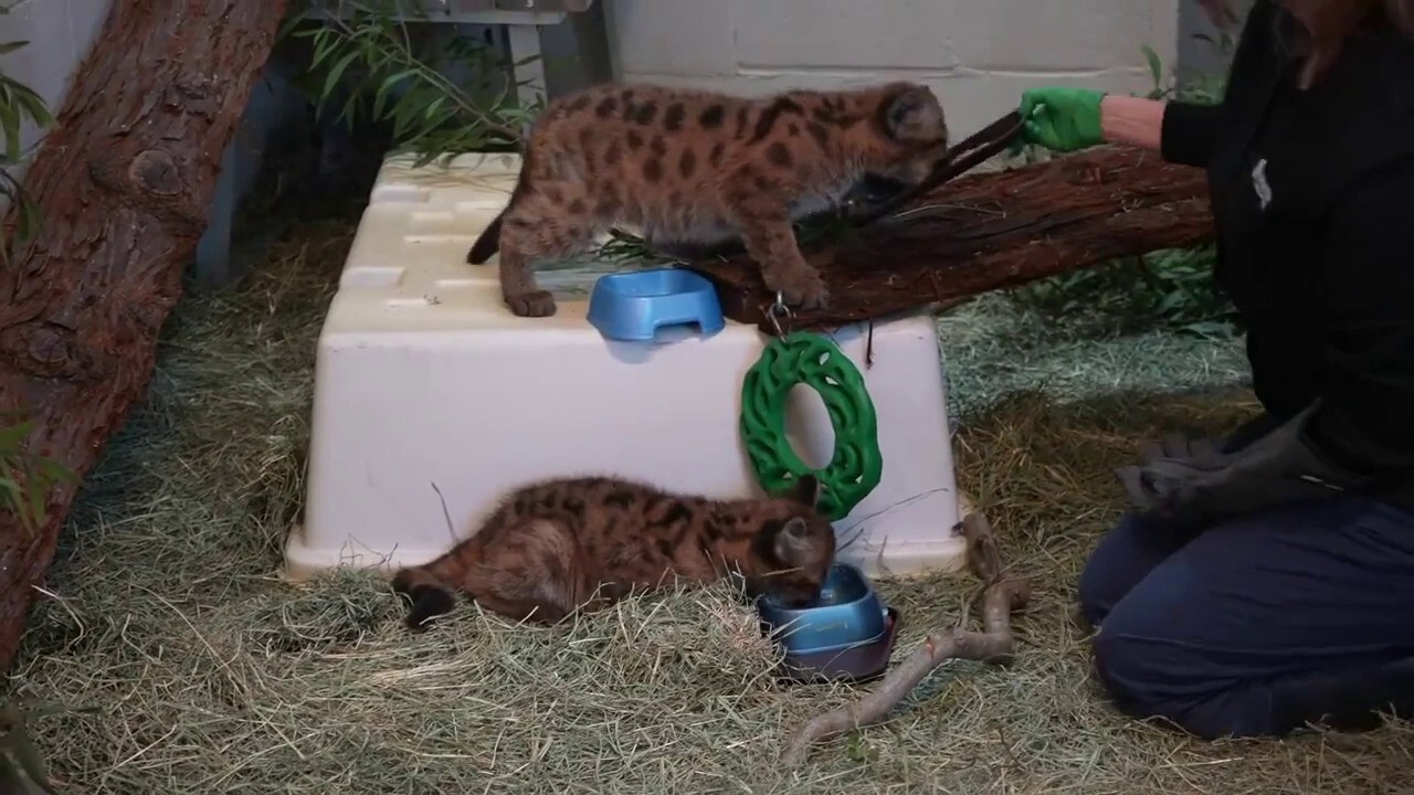 Rescued mountain lion cubs devour their meals