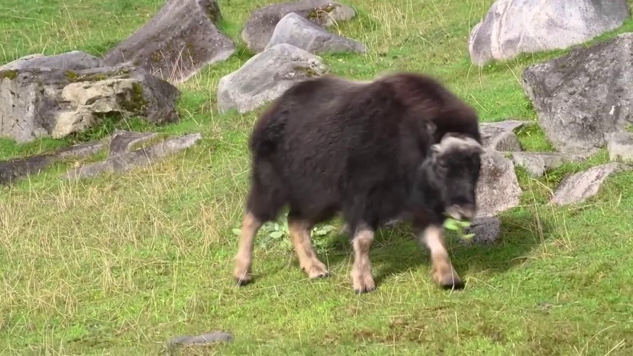 Zoo in Washington celebrates 350-pound animal's first birthday