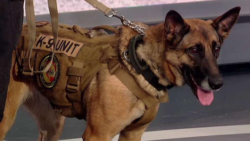 Bomb-sniffing dogs are in high demand
