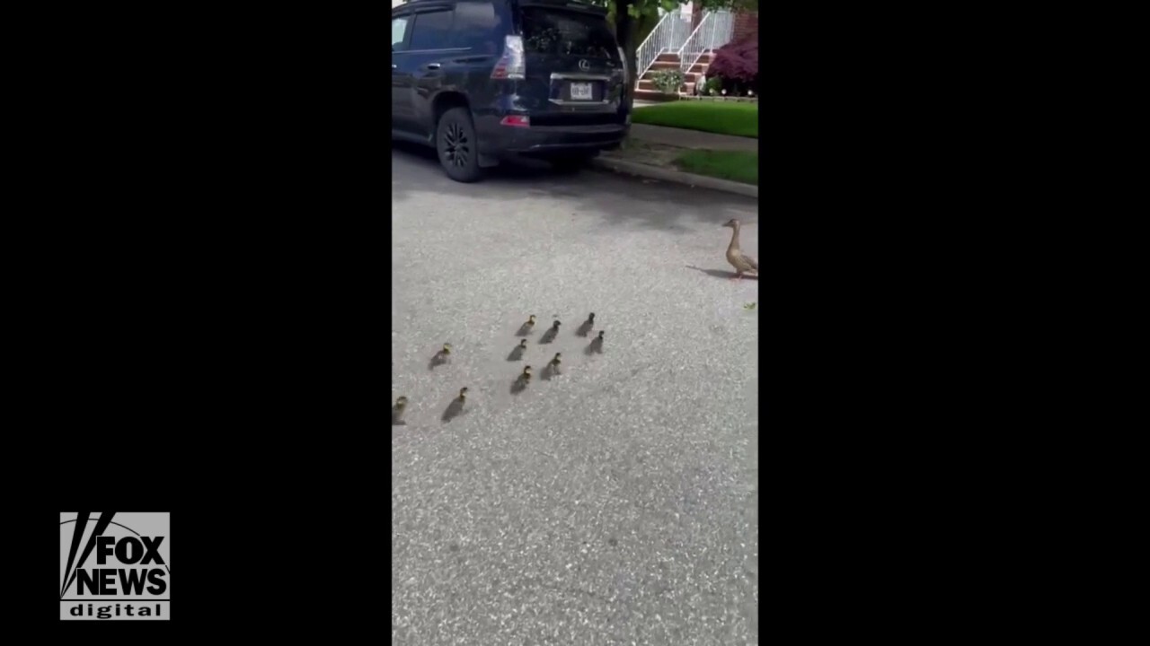 Ducklings reunite with mom thanks to local law enforcement