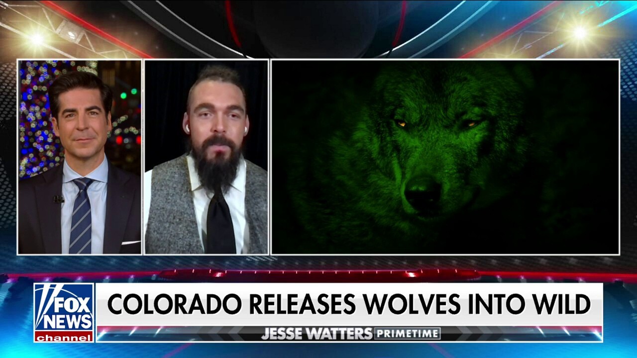 Животновъдите от Уайоминг ще стрелят веднага, ако вълците от Колорадо се отклонят в щата Каубой