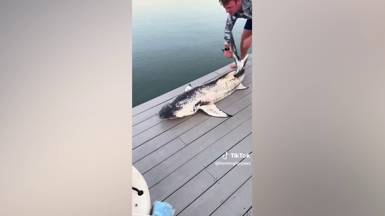 Мъж от Флорида който обича акулите наскоро се нави на