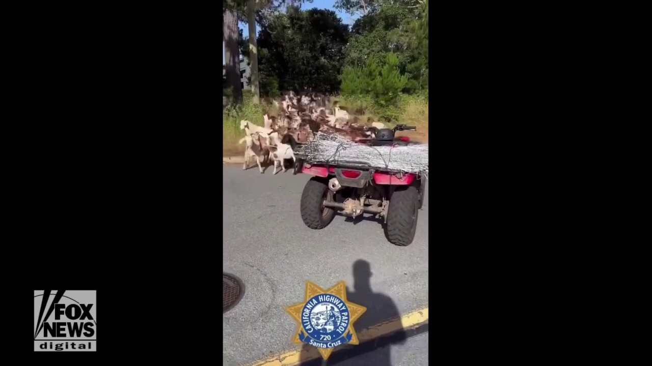 Over 50 goats stop traffic on major highway