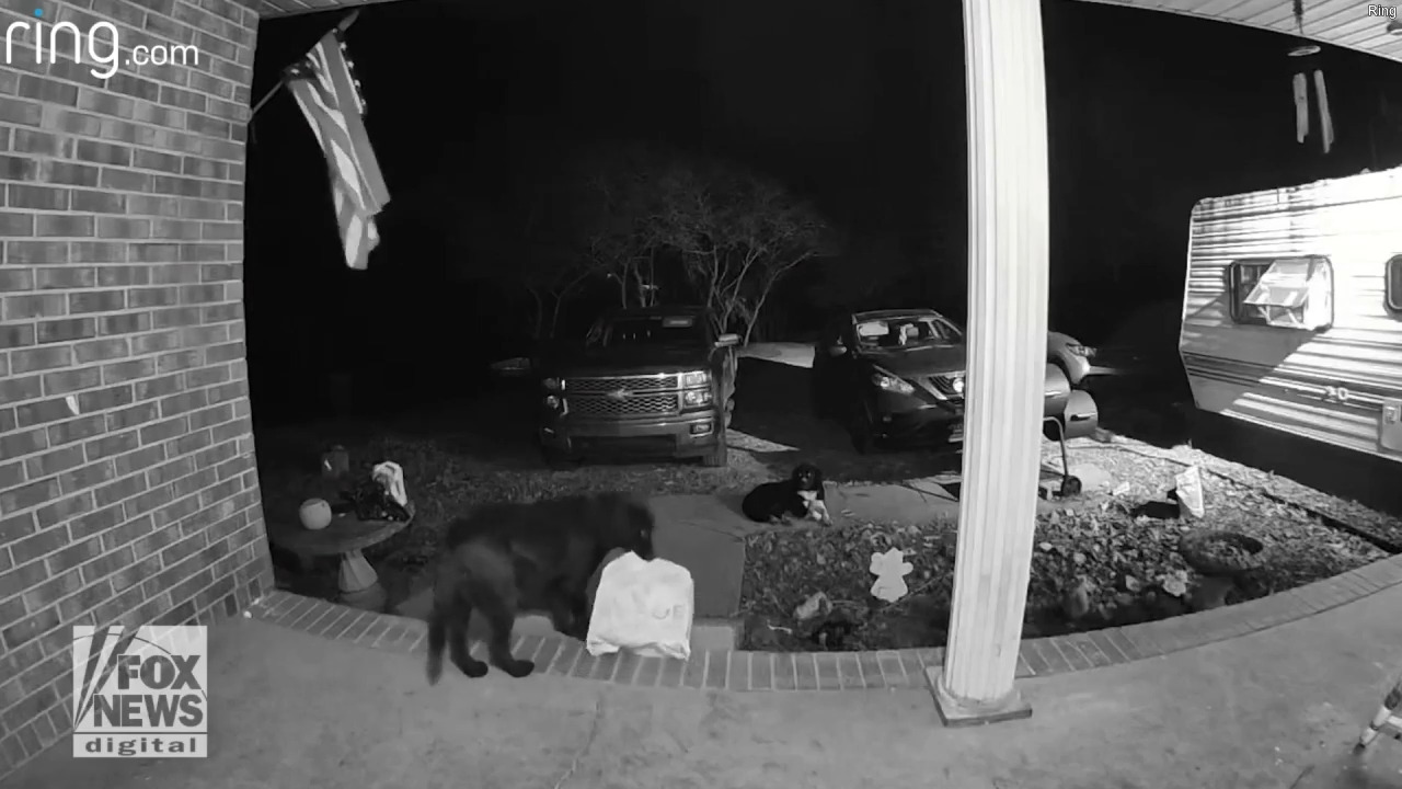Куче, уловено от камерата на звънеца, краде пакет от предната веранда на съседа
