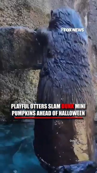 Otters at the Oregon Zoo play basketball with mini pumpkins